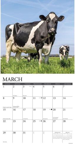 Willow Creek Press, Just Cows 2026 Wall Calendar, 12'' X 12'', 18-Month Calendar with Stapled Binding in Saudi Arabia