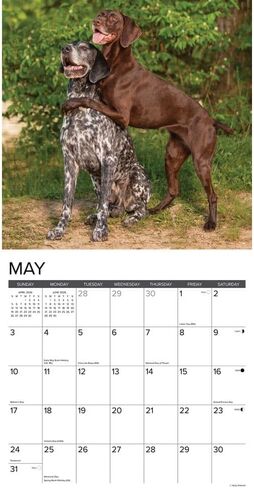 Willow Creek Press، تقويم حائط Just German Shorthaired Pointers 2026، 12 بوصة × 12 بوصة، تقويم 18 شهرًا مع غلاف مثبت in Saudi Arabia