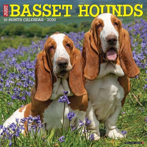 Willow Creek Press، تقويم حائط Just Basset Hounds 2026، 12 بوصة × 12 بوصة، تقويم 18 شهرًا مع غلاف مثبت in Saudi Arabia