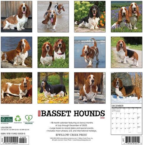 Willow Creek Press، تقويم حائط Just Basset Hounds 2026، 12 بوصة × 12 بوصة، تقويم 18 شهرًا مع غلاف مثبت in Saudi Arabia