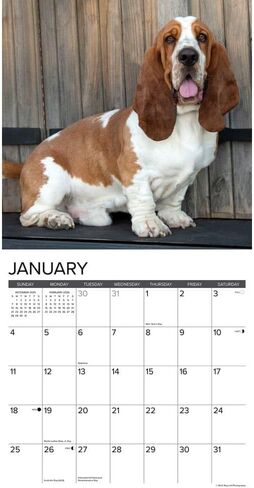 Willow Creek Press، تقويم حائط Just Basset Hounds 2026، 12 بوصة × 12 بوصة، تقويم 18 شهرًا مع غلاف مثبت in Saudi Arabia