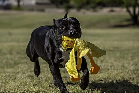 Multipet 43320-1 Skele-Ropes Animals Toy, Duck, 15", Yellow in Saudi Arabia