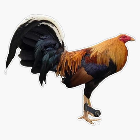 مغناطيس جالوس Gamefowl - سترة مغناطيس الفينيل ملصق لاصق لامع ورائع 5" in Saudi Arabia