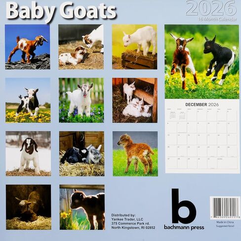 Baby Goats Calendar 2026 - Deluxe 2026 Goats Baby Animal Wall Calendar Bundle with Over 100 Reminder Stickers (Animal Photography Gifts, Office Supplies) in Saudi Arabia