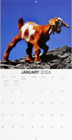 Baby Goats Calendar 2026 - Deluxe 2026 Goats Baby Animal Wall Calendar Bundle with Over 100 Reminder Stickers (Animal Photography Gifts, Office Supplies) in Saudi Arabia