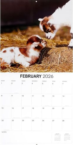 Baby Goats Calendar 2026 - Deluxe 2026 Goats Baby Animal Wall Calendar Bundle with Over 100 Reminder Stickers (Animal Photography Gifts, Office Supplies) in Saudi Arabia
