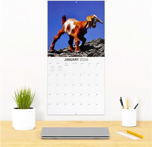 Baby Goats Calendar 2026 - Deluxe 2026 Goats Baby Animal Wall Calendar Bundle with Over 100 Reminder Stickers (Animal Photography Gifts, Office Supplies) in Saudi Arabia