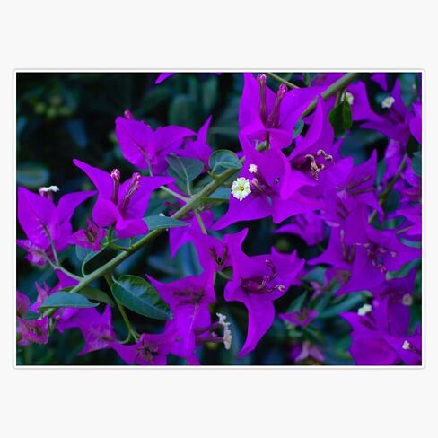 Bougainvillea Flowers Vinyl Sticker Waterproof Bumper Sticker Laptop Window 5" in Saudi Arabia
