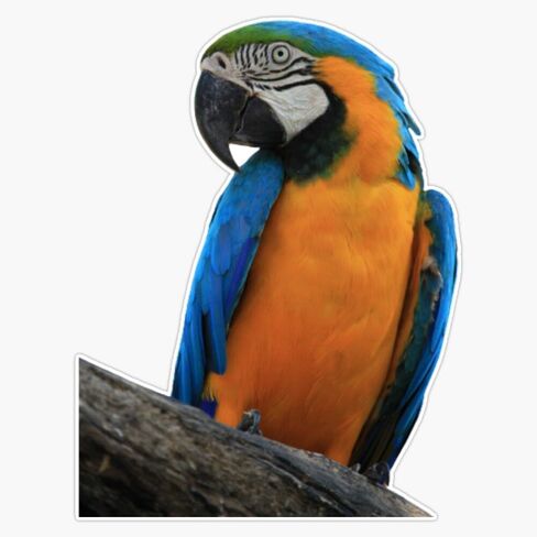 Blue Gold Macaw Parrot Sticker Vinyl Waterproof Sticker Decal Car Laptop Wall Window Bumper Sticker 5" in Saudi Arabia