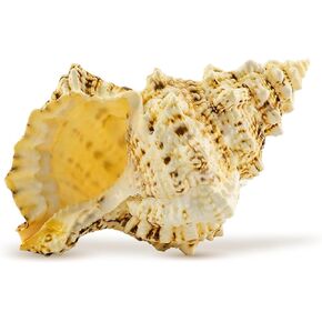 الضفدع شل شل البحر | 1 صدفة الضفدع أصداف البحر | 4 "-5" قذيفة جامع | طقم قطعة واحدة للعرض أو الديكور | بالإضافة إلى كتاب إلكتروني بحري مجاني من تأليف جوزيف رينز in Kuwait