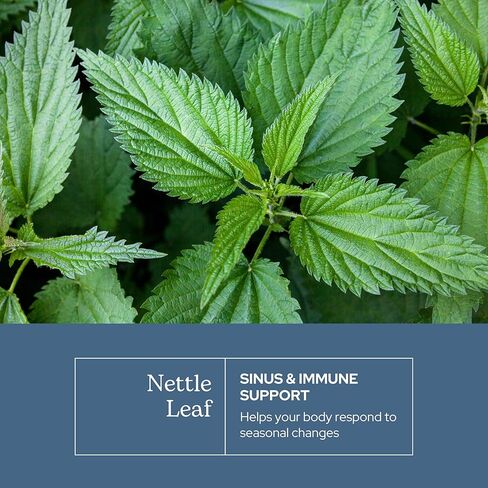 Eclectic Institute Raw Freeze-Dried Non-GMO Nettle Leaf | Healthy Sinus Support, Histamine Response & Respiratory Wellness | 90 CT in Saudi Arabia