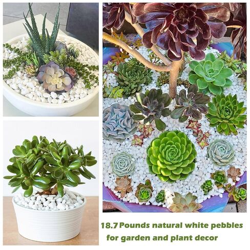 11Lbs Natural River Rocks for Plants 1.6-2.5 inches Large White Landscaping Garden Stones White Aquarium Gravel Decorative Pebbles for Indoor Outdoor Planters Home Decor in Kuwait
