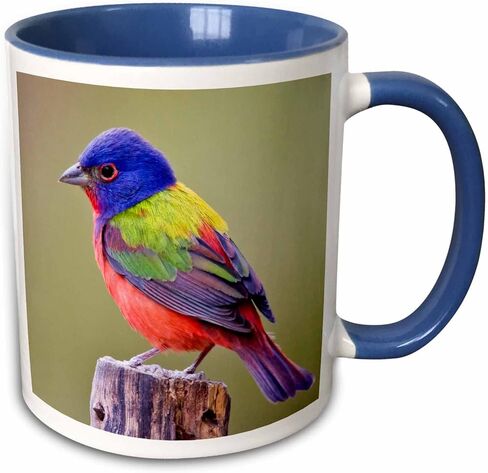 3dRose Painted Bunting Male Bird Perched Mug, 11 oz, Blue in Saudi Arabia