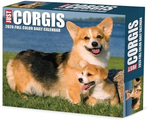 Willow Creek Press Corgis Daily 2025 Box/Desk Calendar (5.86" x 4.72") in Saudi Arabia
