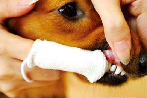 Petosan Microfiber Fingerbrush, 2 Pack, Battery Powered, White, for Dogs in Saudi Arabia