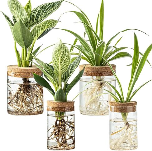 Glass Plant Propagation Stations for Plants – Set of 4(2 Large & 2 Small) Hydroponic Vases for Plant Cuttings,Flower Arrangements, Home & Office Decor–Desktop Vases for Living Room, Bedroom (4) in Saudi Arabia