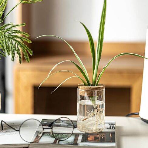 Glass Plant Propagation Stations for Plants – Set of 4(2 Large & 2 Small) Hydroponic Vases for Plant Cuttings,Flower Arrangements, Home & Office Decor–Desktop Vases for Living Room, Bedroom (4) in Saudi Arabia