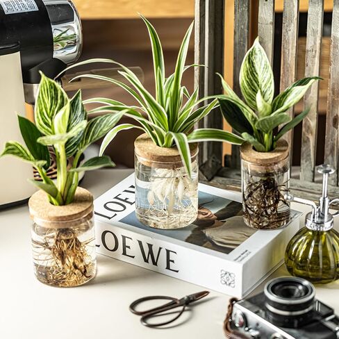 Glass Plant Propagation Stations for Plants – Set of 4(2 Large & 2 Small) Hydroponic Vases for Plant Cuttings,Flower Arrangements, Home & Office Decor–Desktop Vases for Living Room, Bedroom (4) in Saudi Arabia