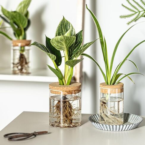 Glass Plant Propagation Stations for Plants – Set of 4(2 Large & 2 Small) Hydroponic Vases for Plant Cuttings,Flower Arrangements, Home & Office Decor–Desktop Vases for Living Room, Bedroom (4) in Saudi Arabia