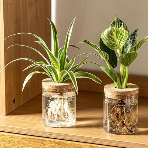 Glass Plant Propagation Stations for Plants – Set of 4(2 Large & 2 Small) Hydroponic Vases for Plant Cuttings,Flower Arrangements, Home & Office Decor–Desktop Vases for Living Room, Bedroom (4) in Saudi Arabia