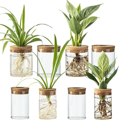 Glass Plant Propagation Stations for Plants – Set of 4(2 Large & 2 Small) Hydroponic Vases for Plant Cuttings,Flower Arrangements, Home & Office Decor–Desktop Vases for Living Room, Bedroom (4) in Saudi Arabia