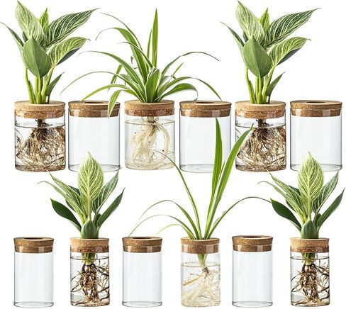 Glass Plant Propagation Stations for Plants – Set of 4(2 Large & 2 Small) Hydroponic Vases for Plant Cuttings,Flower Arrangements, Home & Office Decor–Desktop Vases for Living Room, Bedroom (4) in Saudi Arabia