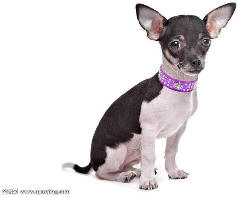 Haoyueer Rhinestone Dog Collar Crown Rhinestone Diamante Jewelry Crystal PU Leather Pet Dog Cat Puppy Collar(Purple,S fit Neck 20-26cm) in Saudi Arabia