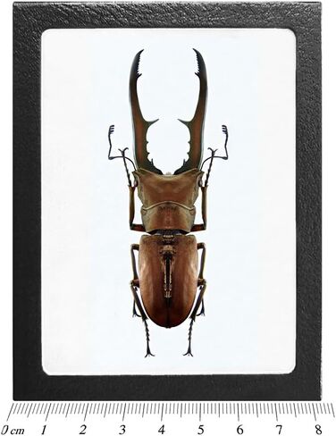 BicBugs Cyclommatus metallifer خنفساء الأيل إندونيسيا مؤطرة in Kuwait