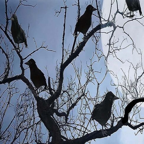 Halloween Crow Decoration, Stand Black Crow, Can be Placed on Tables and Trees, Halloween, Christmas Party Home Decoration 1PCS in Saudi Arabia