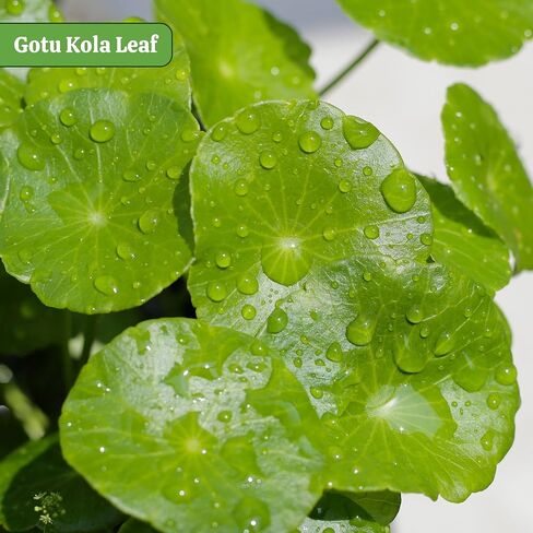 neotea Gotu Kola Powder | Organic Brahmi (Centella Asiatica) | Nervous System & Skin Support | Calming Nootropic Herb | Non-GMO, Vegan, Sustainably Sourced (100 GM(3.52 OZ), Gotu Kola) in Saudi Arabia