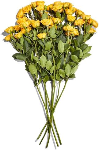 FLORAL Spray Roses, 1 EA in Saudi Arabia