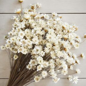 300 قطعة من الزهور الجافة الطبيعية البرازيلية ذات النجمة الصغيرة، بابونج صغير أبيض مقاس 33 سم، باقة زهور الأقحوان المجففة لحفلات الزفاف، ديكورات المنزل، عيد الميلاد، تنسيقات الزهور in Kuwait