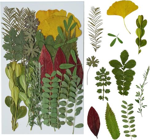 Dried Pressed Leaves Flowers for Craftsl Bulk Natural Leaves for Pressed Leaf Art Craft DIY, Epoxy Resin Jewelry Molds, Candle, Soap Making, Nails Décor (Leaf, 35 Pcs) in Saudi Arabia