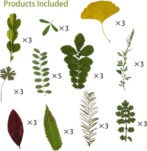 Dried Pressed Leaves Flowers for Craftsl Bulk Natural Leaves for Pressed Leaf Art Craft DIY, Epoxy Resin Jewelry Molds, Candle, Soap Making, Nails Décor (Leaf, 35 Pcs) in Saudi Arabia