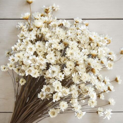 300 قطعة من الزهور الجافة الطبيعية البرازيلية ذات النجمة الصغيرة، بابونج صغير أبيض مقاس 33 سم، باقة زهور الأقحوان المجففة لحفلات الزفاف، ديكورات المنزل، عيد الميلاد، تنسيقات الزهور in Kuwait