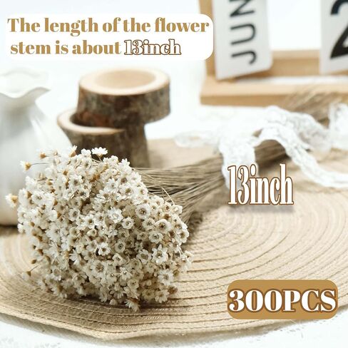 300 قطعة من الزهور الجافة الطبيعية البرازيلية ذات النجمة الصغيرة، بابونج صغير أبيض مقاس 33 سم، باقة زهور الأقحوان المجففة لحفلات الزفاف، ديكورات المنزل، عيد الميلاد، تنسيقات الزهور in Kuwait