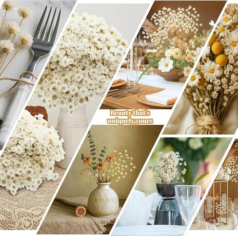 300 قطعة من الزهور الجافة الطبيعية البرازيلية ذات النجمة الصغيرة، بابونج صغير أبيض مقاس 33 سم، باقة زهور الأقحوان المجففة لحفلات الزفاف، ديكورات المنزل، عيد الميلاد، تنسيقات الزهور in Kuwait