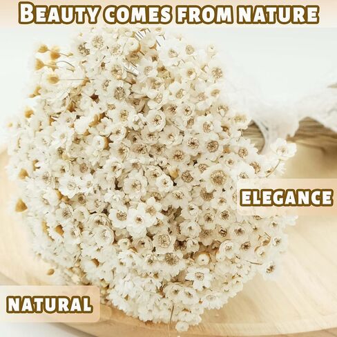 300 قطعة من الزهور الجافة الطبيعية البرازيلية ذات النجمة الصغيرة، بابونج صغير أبيض مقاس 33 سم، باقة زهور الأقحوان المجففة لحفلات الزفاف، ديكورات المنزل، عيد الميلاد، تنسيقات الزهور in Kuwait