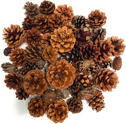 Cinnamon Pine Cones Scented - 1lb Pack Small Cinnamon Pinecones Decor - Rustic Christmas Decor - Mini Pinecones for Crafts - Small Pinecones - Pine Cone Ornaments - Small Pinecones for Crafts in Kuwait