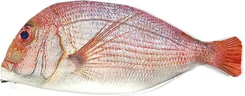 Wrapables® Novelty Fish Style Pencil Case, Blue in Kuwait