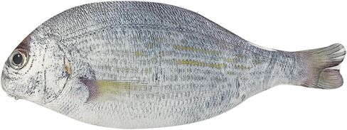 Wrapables® Novelty Fish Style Pencil Case, Blue in Kuwait