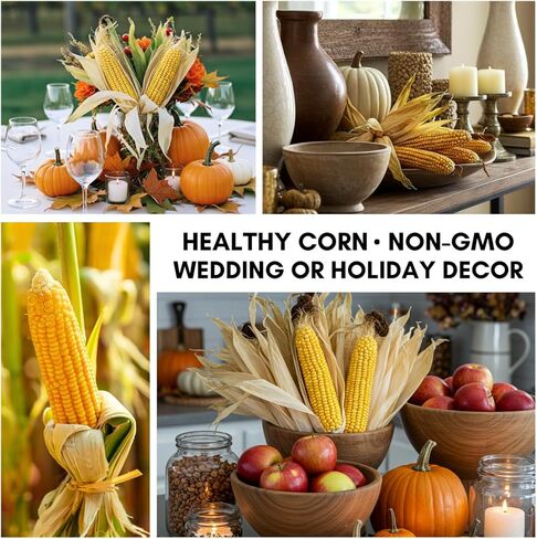 Ears of Corn with Husks Attached - Fall Decor, Wedding, Event, Family Holilday Decoration, Wedding, Thanksgiving (6 Ears) in Saudi Arabia