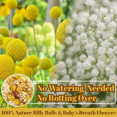 50 قطعة من كرات بيلي المجففة وزهور أنفاس الطفل البيضاء، 16 بوصة 30 قطعة من الكرسبيديا الصفراء المجففة و20 قطعة من زهور جيبسوفيلا البيضاء، ديكور مزرعة بوهو ريفي، الزفاف، الكيك، تزيين المزهرية الطويلة، الحرف اليدوية in Kuwait