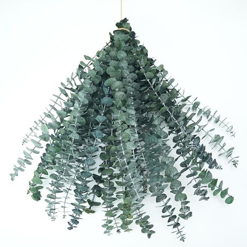 20 Pcs 17" Preserved Eucalyptus Shower & Decor Stems - Natural Aromatherapy Branches for Spa, Vase Fillers, Wedding, and Home Decoration in Saudi Arabia
