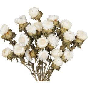 Dried Flowers Bouquet Dried Daisy Flowers Natural Lavender Dried Flowers Bunny Tails Gerber Daisies Flowers Wheat Stalks Floral Arrangements for Wedding Table Centerpiece Decor Farmhouse DIY in Kuwait