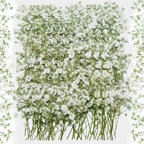 100 قطعة من الزهور البيضاء المضغوطة المجففة - عبوة كبيرة من الزهور المسطحة الطبيعية الحقيقية مقاس 3 بوصات لفن الراتنج، والحرف اليدوية، ودعوات الزفاف، وسجل القصاصات، والصابون، والإطار، والكعك والديكور المنزلي in Kuwait