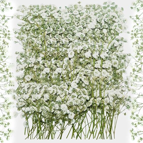 100 قطعة من الزهور البيضاء المضغوطة المجففة - عبوة كبيرة من الزهور المسطحة الطبيعية الحقيقية مقاس 3 بوصات لفن الراتنج، والحرف اليدوية، ودعوات الزفاف، وسجل القصاصات، والصابون، والإطار، والكعك والديكور المنزلي in Kuwait