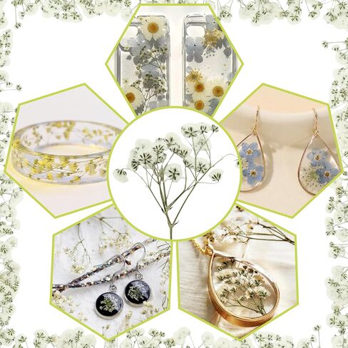 100 قطعة من الزهور البيضاء المضغوطة المجففة - عبوة كبيرة من الزهور المسطحة الطبيعية الحقيقية مقاس 3 بوصات لفن الراتنج، والحرف اليدوية، ودعوات الزفاف، وسجل القصاصات، والصابون، والإطار، والكعك والديكور المنزلي in Kuwait