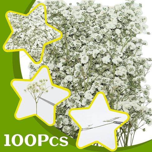 100 قطعة من الزهور البيضاء المضغوطة المجففة - عبوة كبيرة من الزهور المسطحة الطبيعية الحقيقية مقاس 3 بوصات لفن الراتنج، والحرف اليدوية، ودعوات الزفاف، وسجل القصاصات، والصابون، والإطار، والكعك والديكور المنزلي in Kuwait