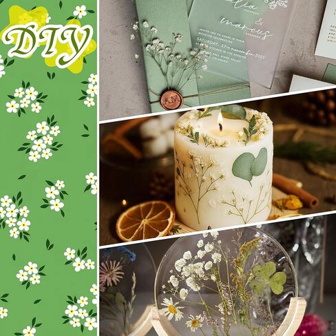 100 قطعة من الزهور البيضاء المضغوطة المجففة - عبوة كبيرة من الزهور المسطحة الطبيعية الحقيقية مقاس 3 بوصات لفن الراتنج، والحرف اليدوية، ودعوات الزفاف، وسجل القصاصات، والصابون، والإطار، والكعك والديكور المنزلي in Kuwait